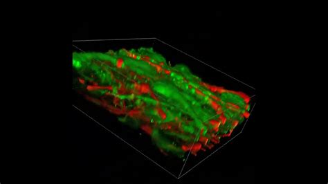 Los Bi Logos Han Impreso Por Primera Vez Tejido Cerebral Funcional En