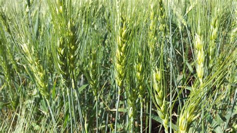 These Newly Released Wheat Varieties Have High Protein Content