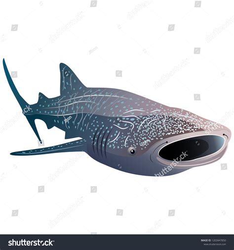 Cartoon Whale Shark Isolated On White Stock Vector (Royalty Free) 1203447850 | Shutterstock