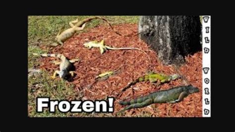 Petition · Saving Frozen Iguanas from Falling from Trees - United ...