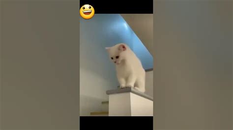 Cute Funny Cat 😺😂 Funny Kitten Shorts 🐈 Cat Shorts Funny Viral