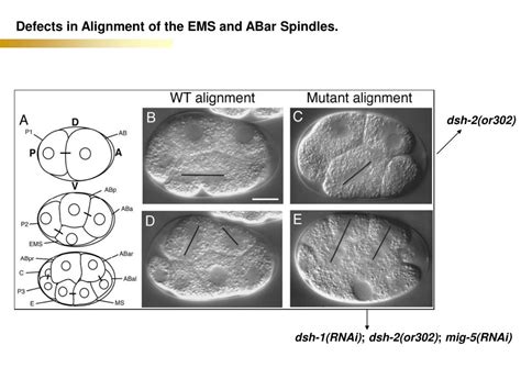 Ppt Multiple Wnt Signaling Pathways Converge To Orient Powerpoint