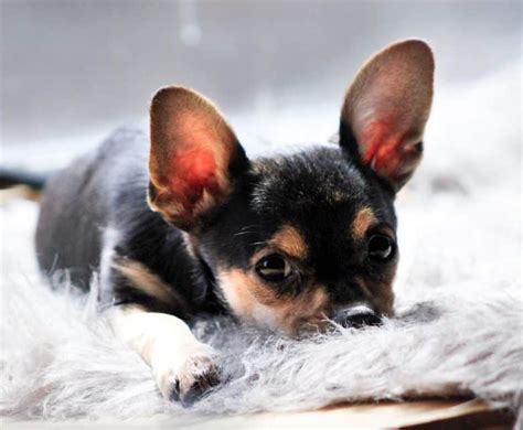 The Teacup Chihuahua: Answering Your Questions About the Smallest Dog ...