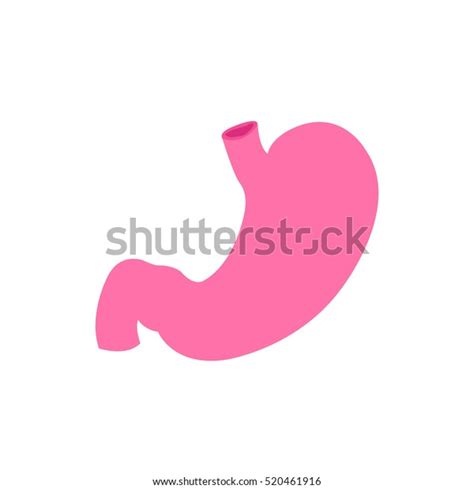 Human Stomach Vector Illustration Stock Vector (Royalty Free) 520461916 | Shutterstock