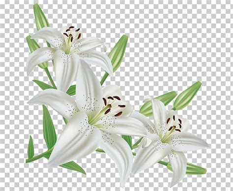 Lilium Candidum Easter Lily Flower PNG, Clipart, Art White, Arumlily, Clip Art, Color, Computer ...