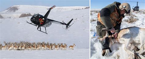 Three Steps To Pronghorn Restoration Bandc Impact Series Boone And