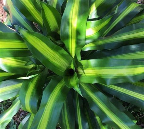 Cómo cuidar del Palo de Agua Dracaena fragans Succulent Avenue