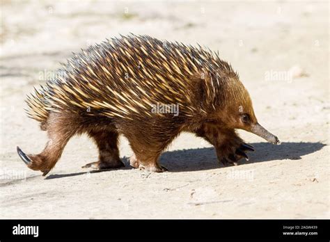 Short Beaked Echidna Hi Res Stock Photography And Images Alamy