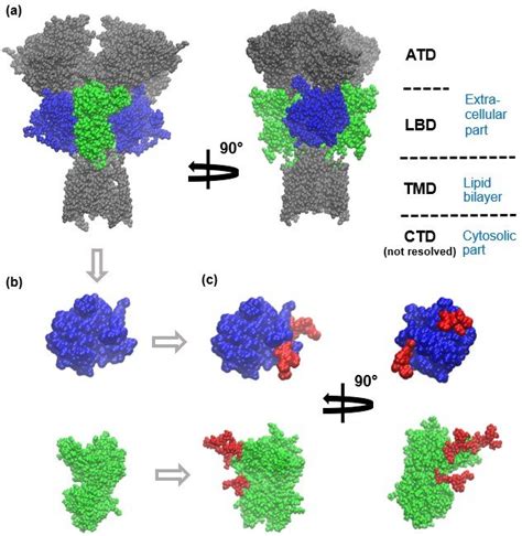 A Ligand Binding Domains Lbd Of Glun Blue And Glun B Green