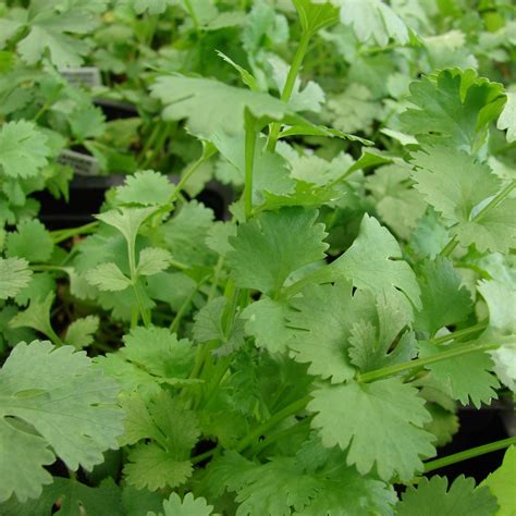 Coriandrum Sativum Lemon Coriander Buy Herb Plants