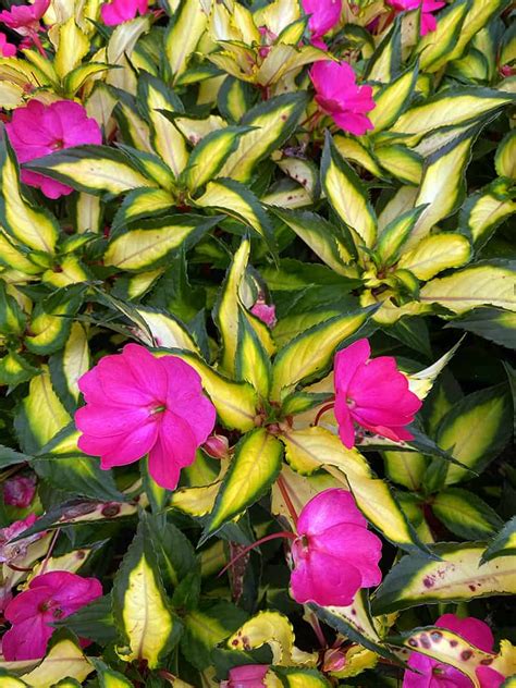 I Love Variegated New Guinea Impatiens | GardenLady.com