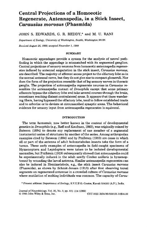 PDF Central Projections Of A Homoeotic Regenerate Antennapedia In A