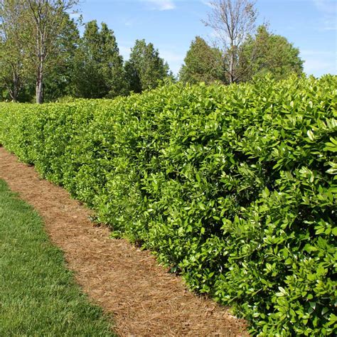 Dwarf Burford Holly For Sale Fast Growing Trees