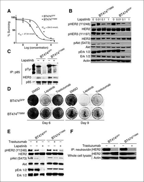 Human Breast Cancer Cells Harboring A Gatekeeper T798m Mutation In Her2