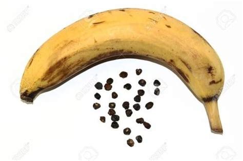 High Grade Banana Seeds at Best Price in Ho Chi Minh City | Vietdelta Vn Company