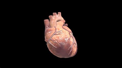 Adult Human Heart 3d Animated 3d Model By Education Resource Fund