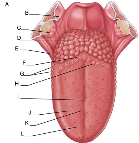 Anatomy of the tongue Diagram | Quizlet