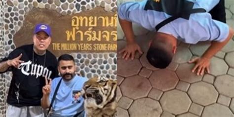 Niat Ingin Foto Bareng Harimau Pria Ini Lari Terbirit Sampai Sujud