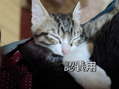 認養彰化 三個多月黏人白底虎斑弟弟 看板 Cat 批踢踢實業坊