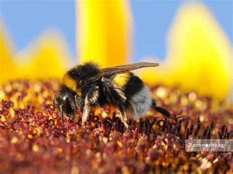 Fledermäuse und Vögel als fleißige Gartenhelfer irani at