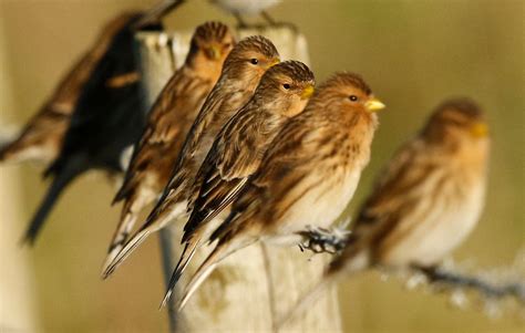 Nature Scotland | The Isle of Islay Wildlife Expedition