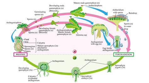 Sub Menu of Liverworts