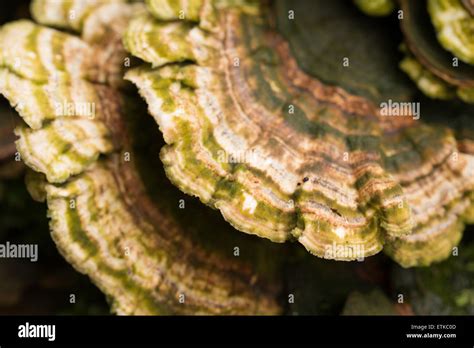 Fungi Growing On A Log Stock Photo Alamy