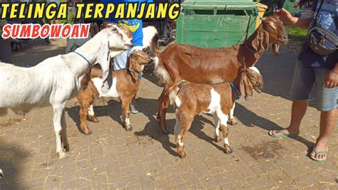 Update Harga Kambing Hari Ini Di Pasar Hewan Wlingi Blitar Sabtu