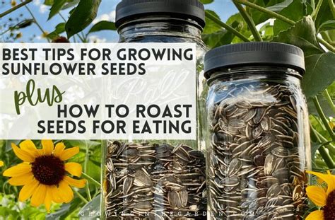 How To Grow Harvest And Roast Edible Sunflower Seeds Growing