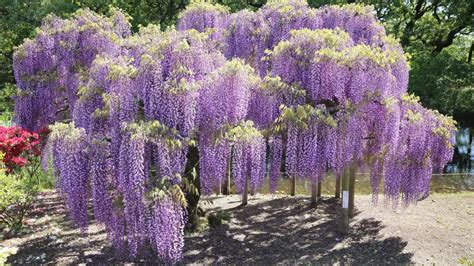 Plantas Japonesas Esp Cies Para Voc Conhecer E Se Encantar