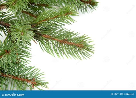 Christmas Tree Branches Border Over White Stock Photo - Image of ...