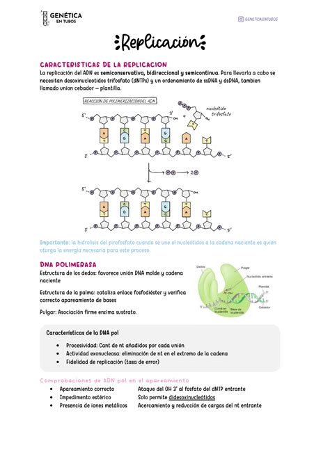 Solution Replicaci N Biolog A Celular Y Molecular Genetica En Tubos