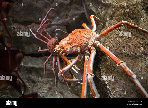 Spider Crab Close Up View In Ocean Stock Photo Alamy