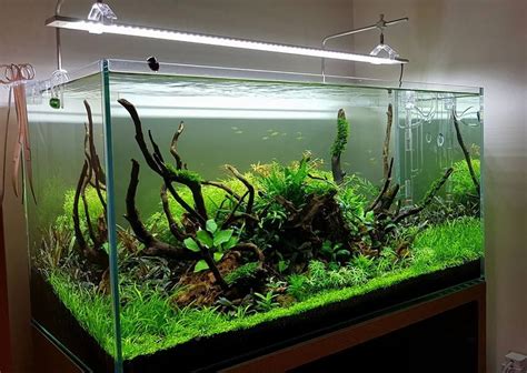 Acuario Web Acuario Web Twitter Diy Aquarium Aquarium Ideas Fish