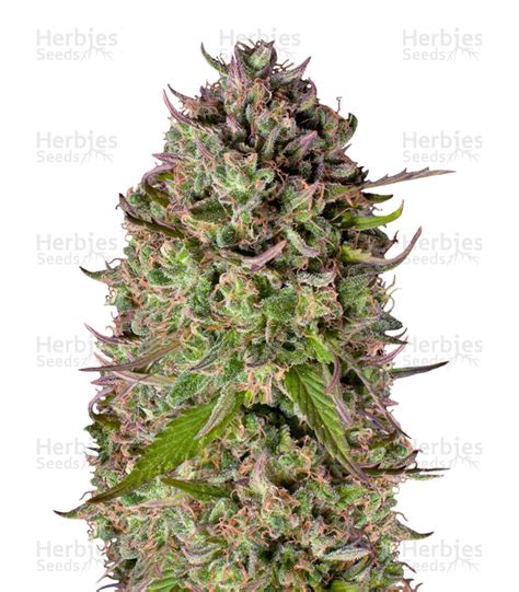 Super Silver Haze Regular seeds for sale: information and reviews - Herbies