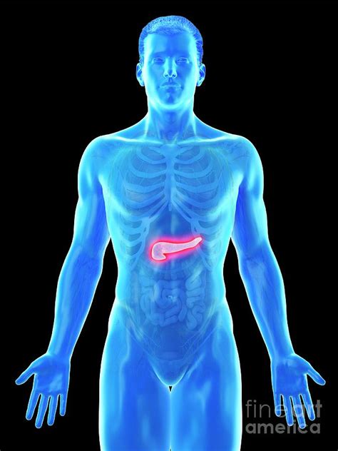 Pancreas Anatomy Photograph By Sebastian Kaulitzkiscience Photo