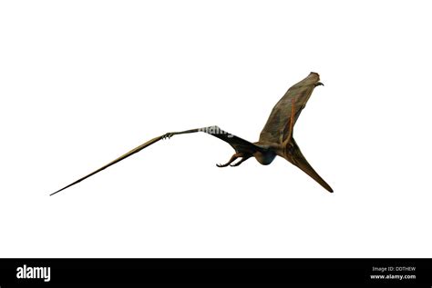 Pteranodon flying isolated on white background Stock Photo - Alamy