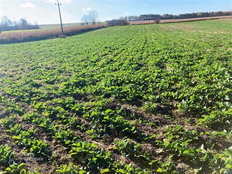 Uprawa rzepaku w strip tillu na ciężkich glebach U rolnika spod Chełma