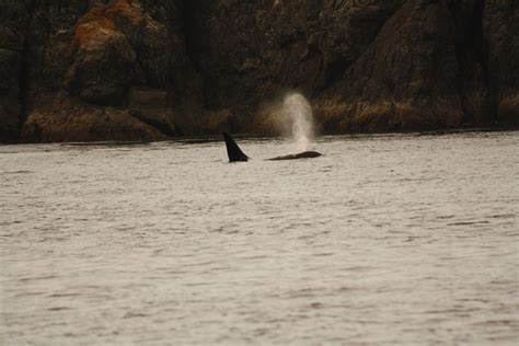 Orca, San Juan Island, WA