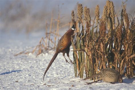 Habitat Needs – The National Pheasant Plan