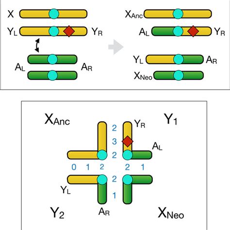 The Meiotic Pairing Of Translocated Sex Chromosomes Top Schematic Of