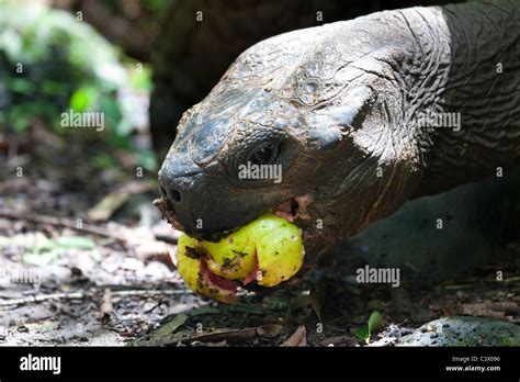 Wild Gal Pagos Giant Tortoise Geochelone Elephantopus Eating Guava