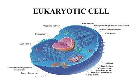 The Basic Structure Of Cell