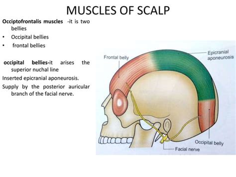 Scalp[1] | PPT