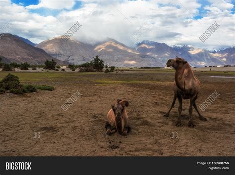 Bactrian Camel Image & Photo (Free Trial) | Bigstock