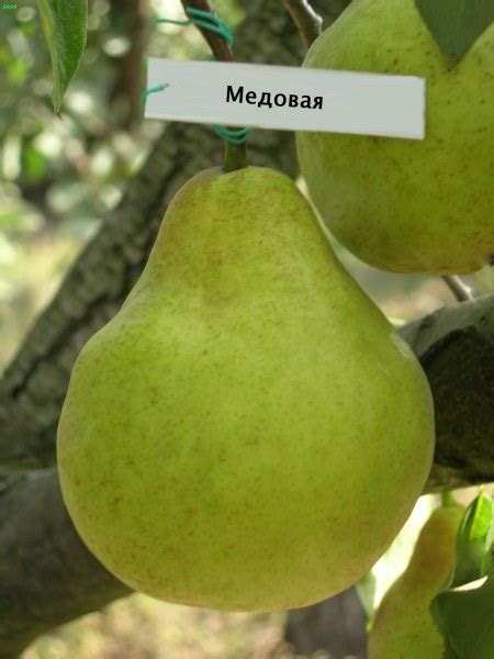 Фрукты Россия Груша Медовая (Крымская) | отзывы