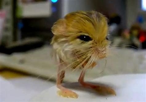 17 Best images about Jerboa! on Pinterest | Spotlight, Miniature and Africa