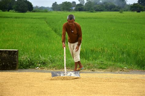 Nfa Hikes Buying Price For Palay To Help Farmers Earn More