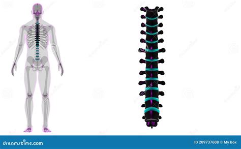 Anatomia Das V Rtebras Tor Cicas Do Esqueleto Humano Coluna Vertebral