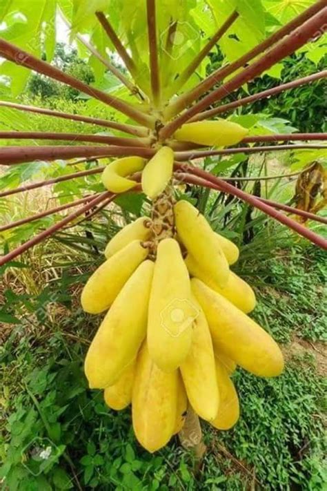 Yellow Papaya Exotic Fruit Beautiful Fruits Papaya Tree